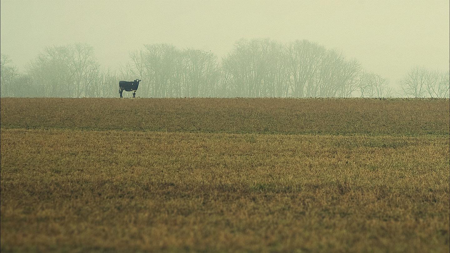 Feld Kuh Nachhaltigkeit
