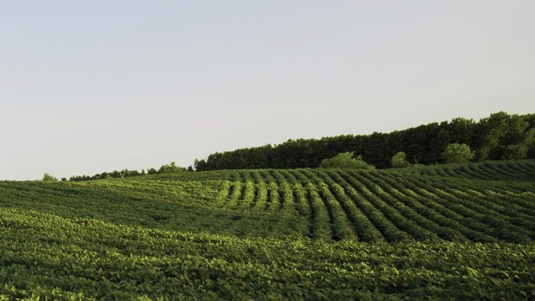 Feld Nachhaltigkeit
