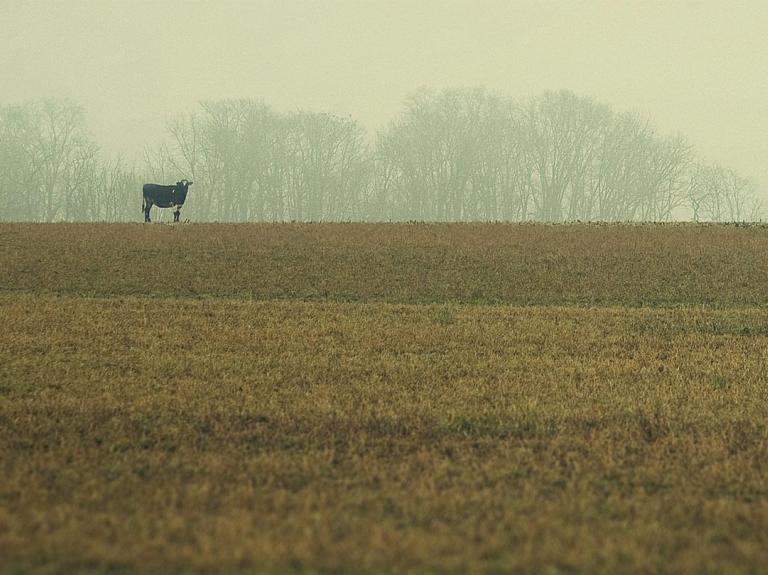 Feld Kuh Nachhaltigkeit