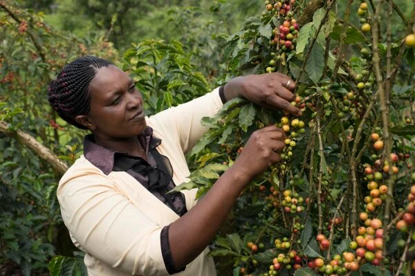 Kaffeefarmer Grown Respectfully